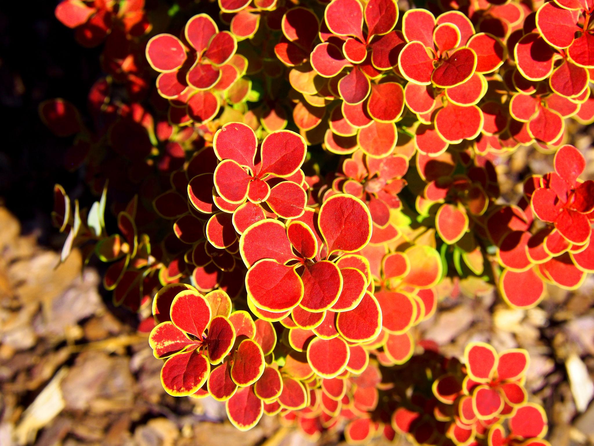 Барбарис Тунберга Orange Sunrise