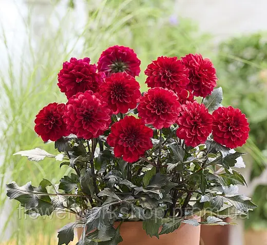 Жоржина Labella Grande Chocolate Red (касетна розсада)