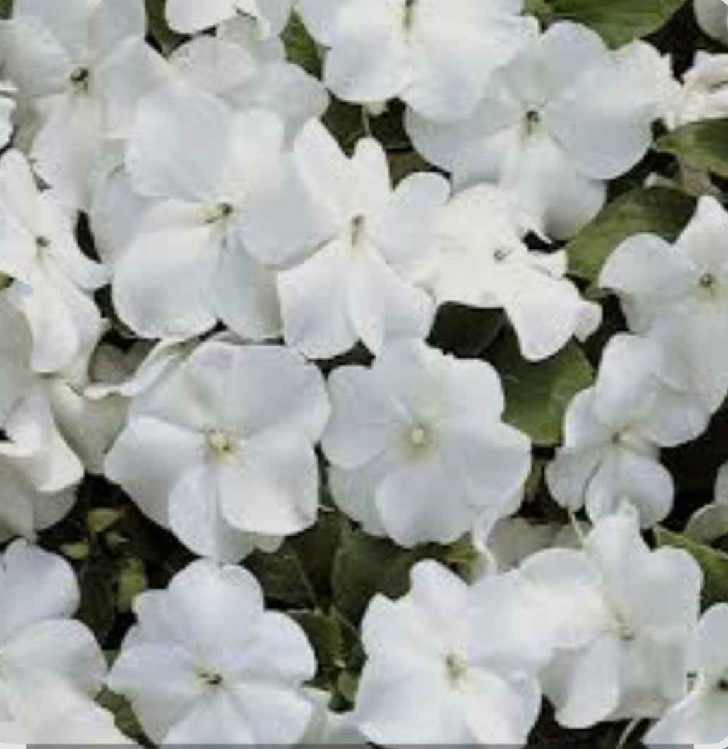 Бальзамін Новогвінейський Імпатієнс Sunpatiens Vigorous Clear White (касетна розсада)
