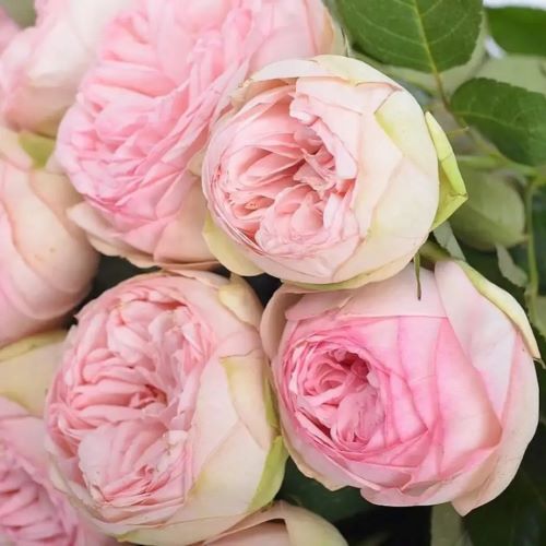 Чармінг Піано (Charming Piano)