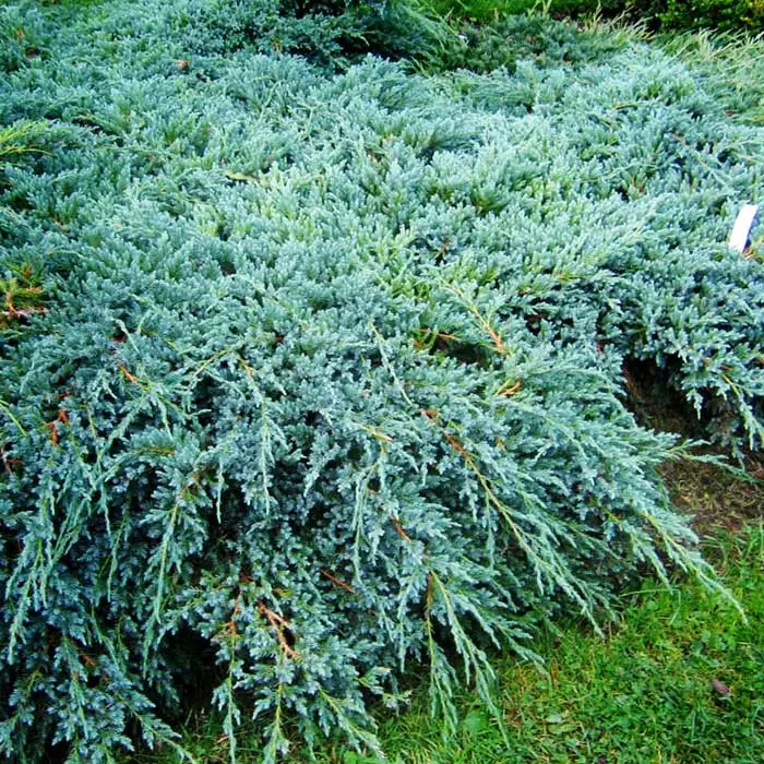 🌿 Ялівець 'Blue Carpet' (Juniperus horizontalis 'Blue Carpet') в касеті