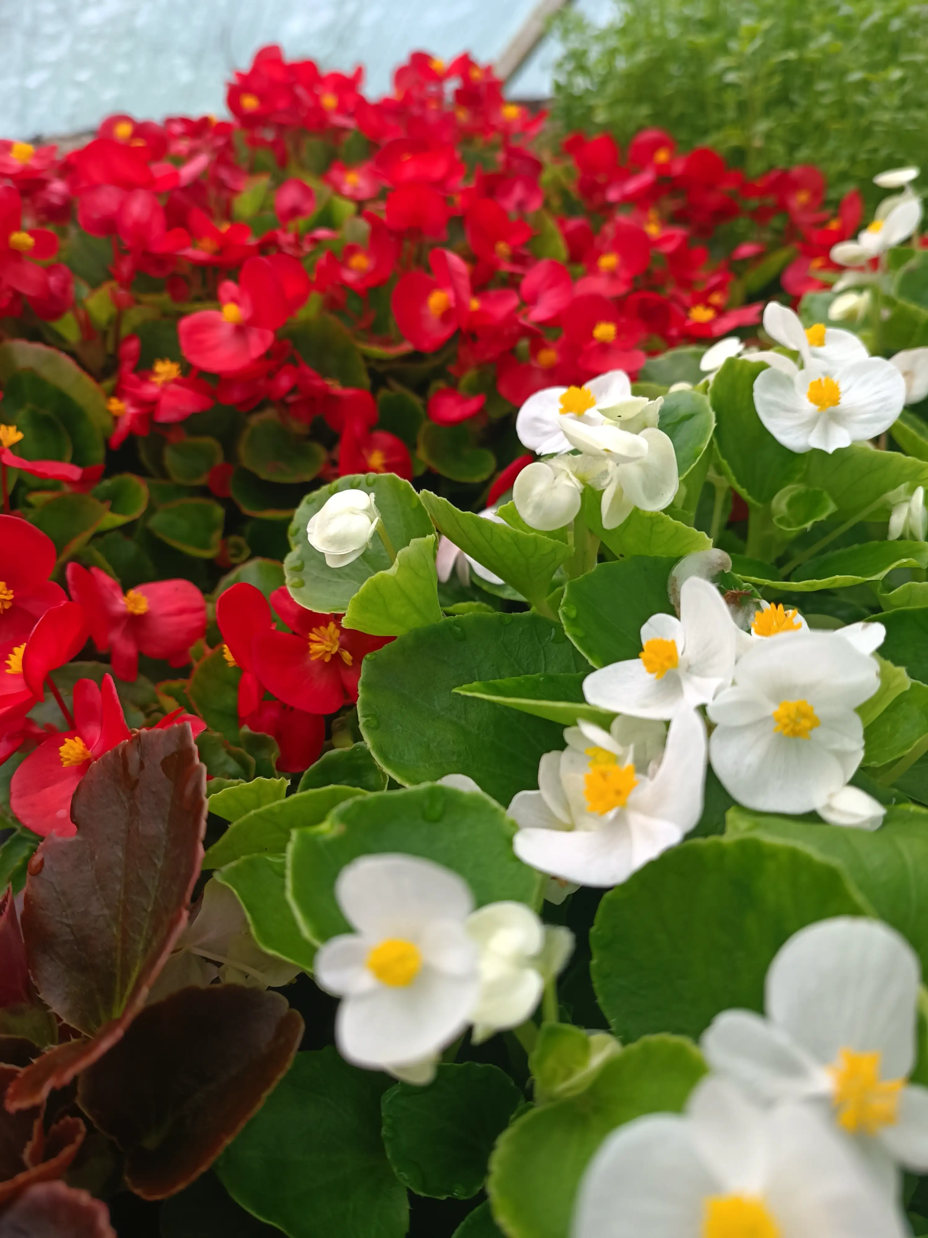 Бегонія вічноквітуча Semperflorens New Globe Rose (касетна розсада)