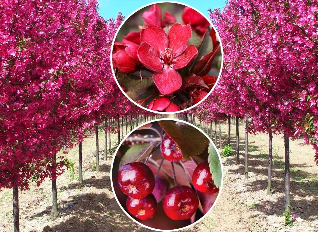 Яблуня Роялті