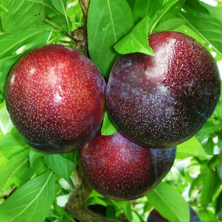 Слива Аутомн Гігант