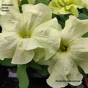 Петунія grandiflora Pacta Parade Lemon (касетна розсада)