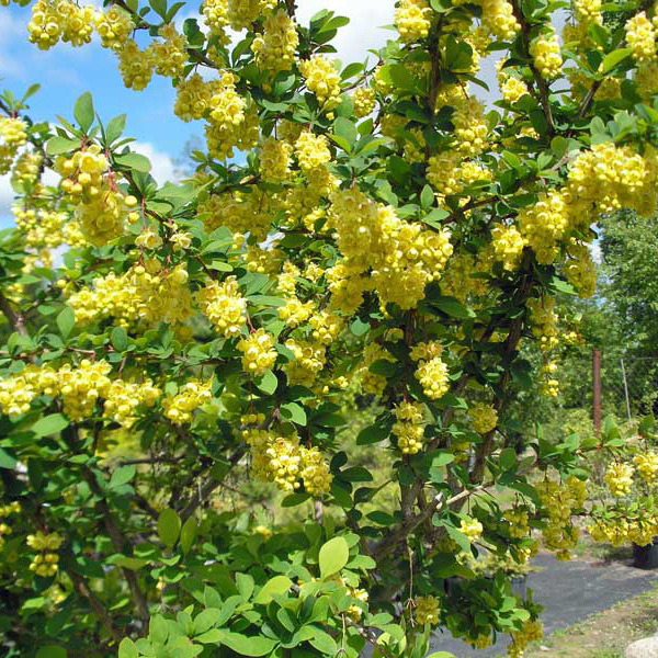 Барбарис Тунберга Indian Summer