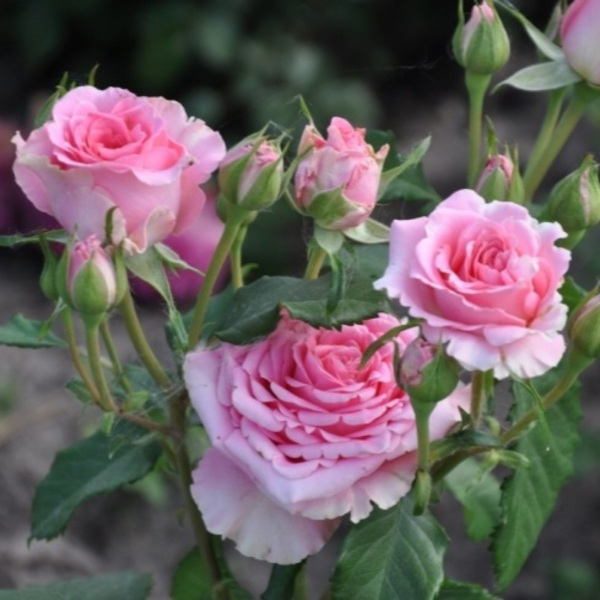 Свінг — Swing