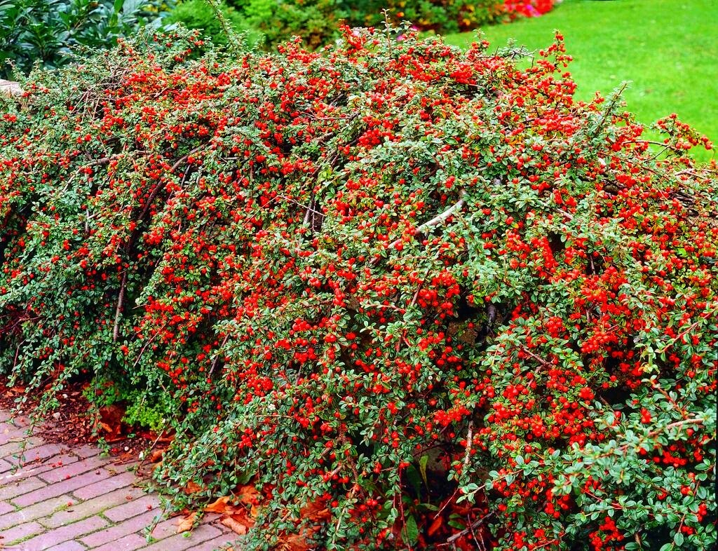 🌿 Кизильник горизонтальний (Cotoneaster horizontalis)