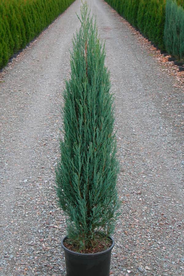 🌿 Ялівець скельний 'Blue Arrow' (Juniperus scopulorum 'Blue Arrow') в горщику Р9