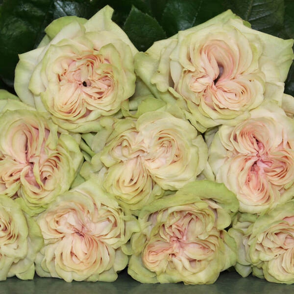 Кантрі Сікрет — Country Secret