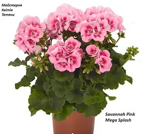 Пеларгонія Зональна Savannah Pink Mega Splash (касетна розсада)