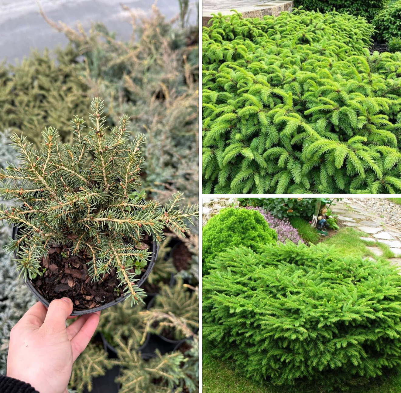 Ялинка нідерфоміс