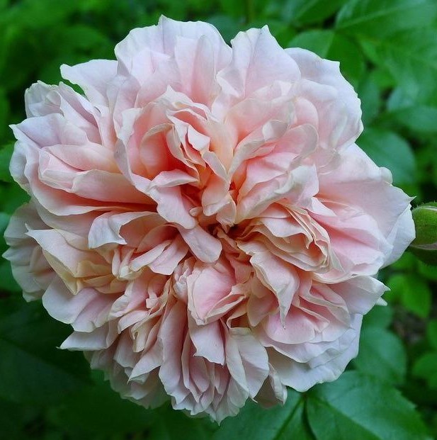 Ірма Бальсгард (Irma Balsgard)