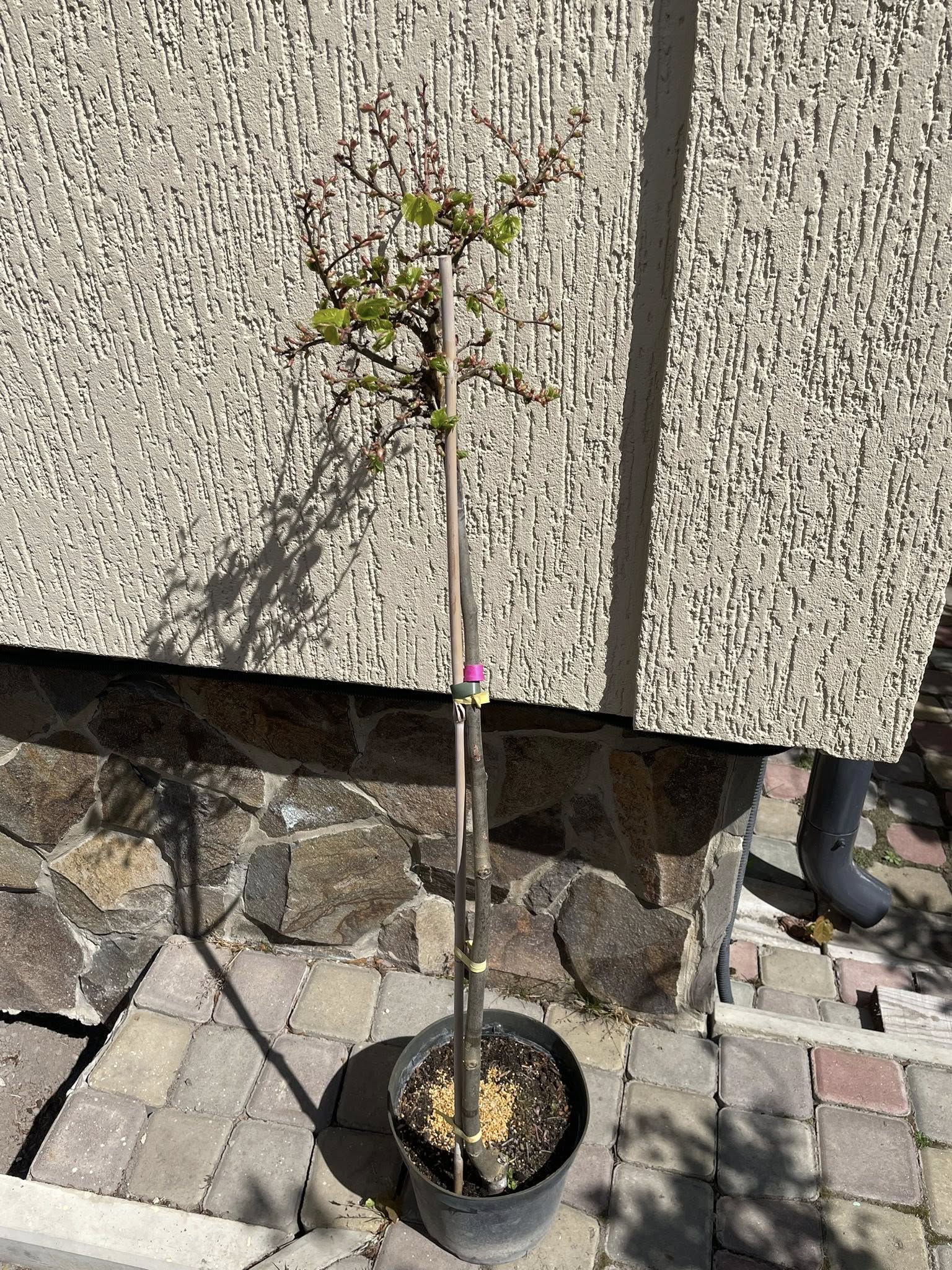 Липа дрібнолиста 'Комста Міні' (Tilia cordata 'Komsta Mini')