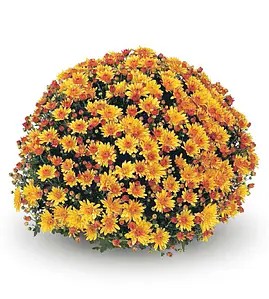 Хризантема Мультифлора Conaco Gold - в горщику р.12