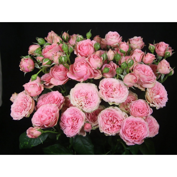 Спешин Деменшен — Special Dimension