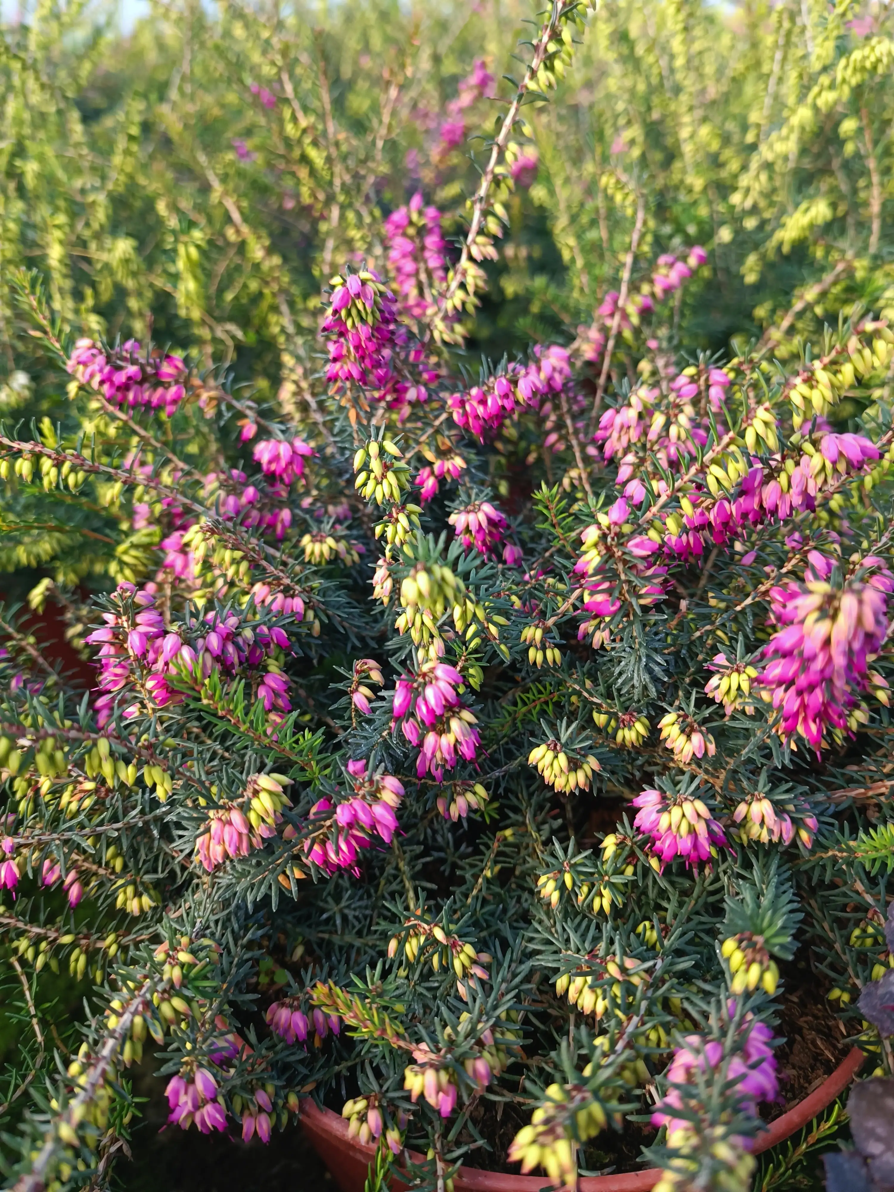 Еріка рожевого кольору