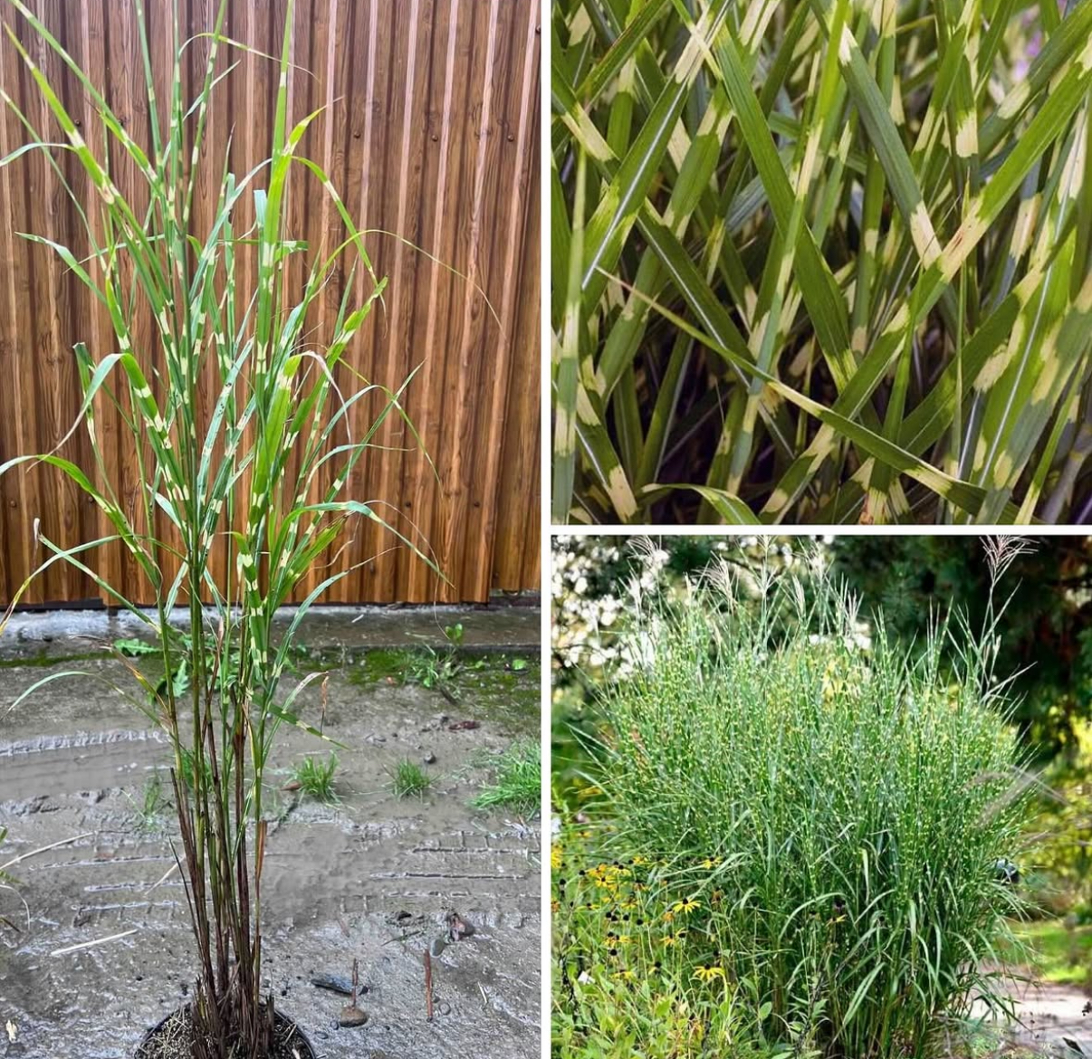 Міскантус зебріна