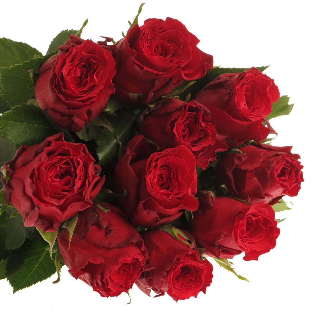 Ред Торч (Red Torch)