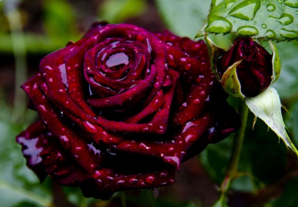 Троянда чорна магія 2р.(ЗКС)