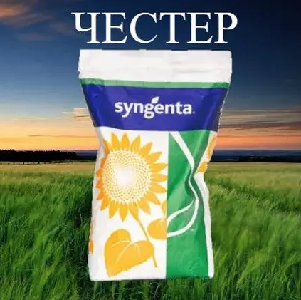 Насіння соняшнику Честер Syngenta, насіння високоврожайного соняшнику Сингента