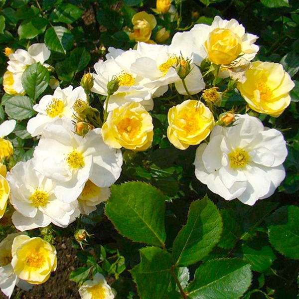 Омі Освальд — Omi Oswald