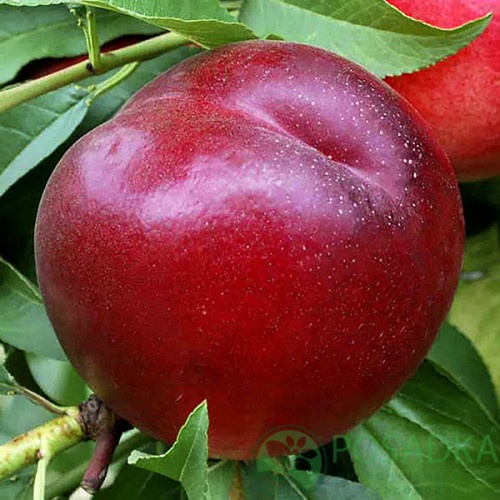 Нектарин Геа