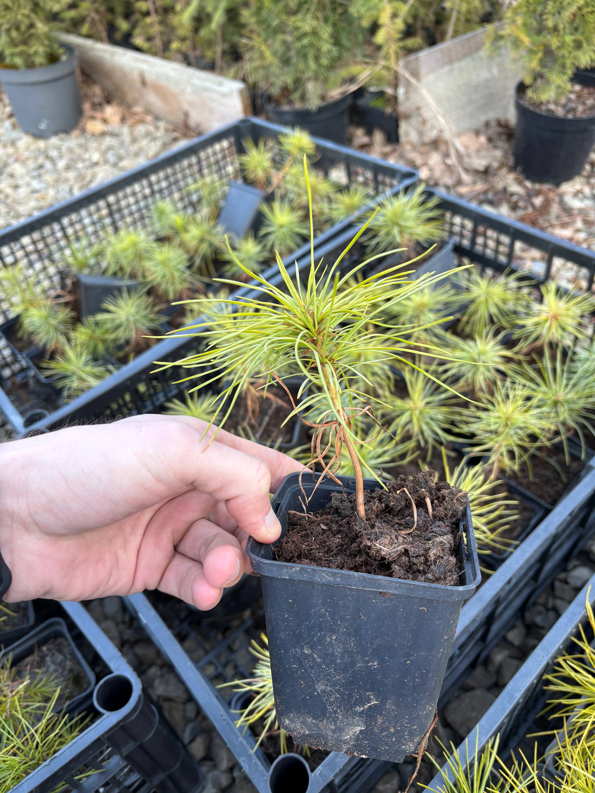 Сосна біла Арманда (Pinus armandii)