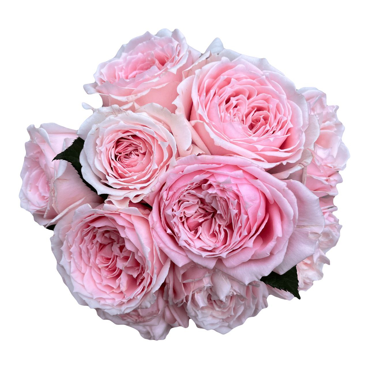 Сенлітсу (Senlitsu)