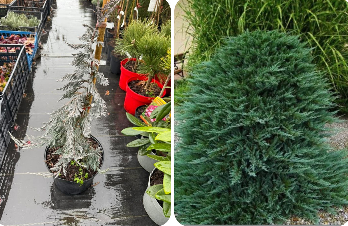 Ялівець блю чіп 5 л ( формований )