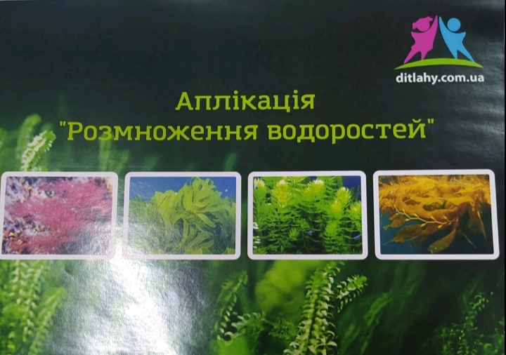 Аплікація "Розмноження водорості".