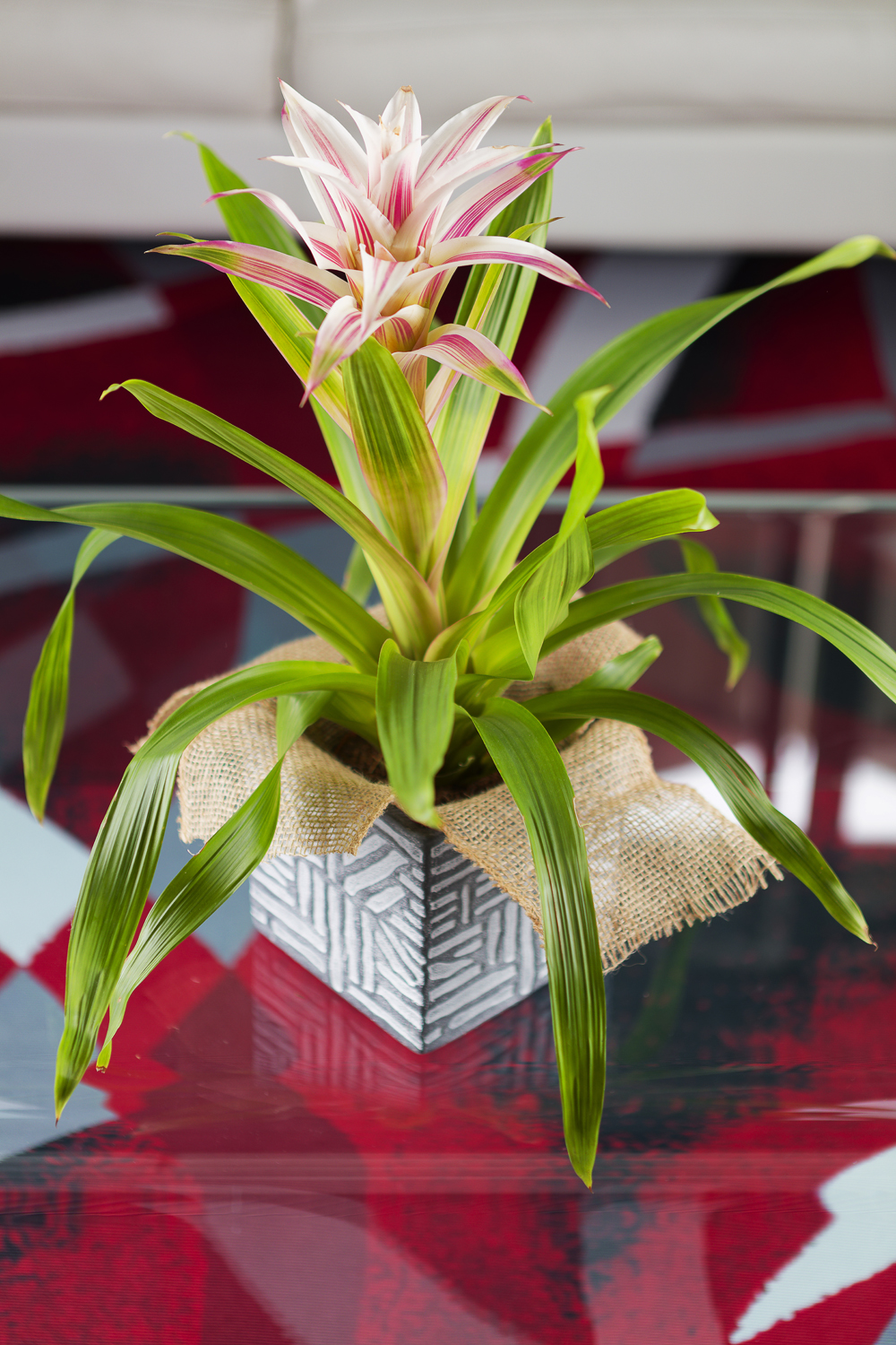 Guzmania / Guzmania plante d'intérieur