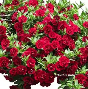 Калібрахоа Superbells Double Ruby (касетна розсада)