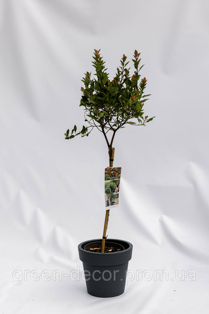 Фотінія Фразера "Chico". Photinia fraseri "Chico".stam 50 h 80