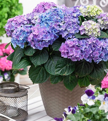 🌸 Гортензія великолистна Hamburg (Hydrangea macrophylla "Hamburg")
