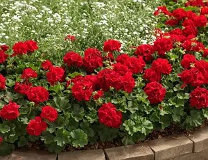 Пеларгонія Calliope Dark Red