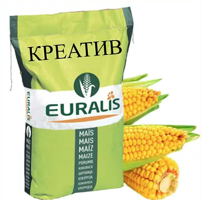 Насіння кукурудзи гібрид ЄС Креатив ФАО 300 Кукурудза високої врожайності