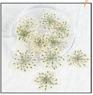 Queen Anne's Lace ( 15 pcs pack )
