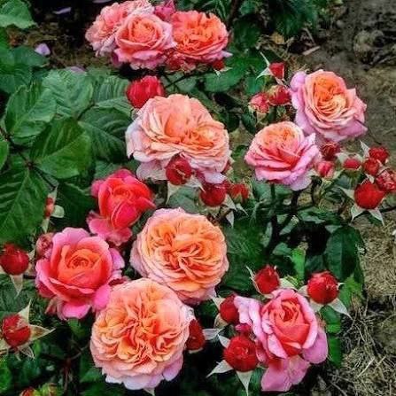 Мері Енн (Mary Ann)