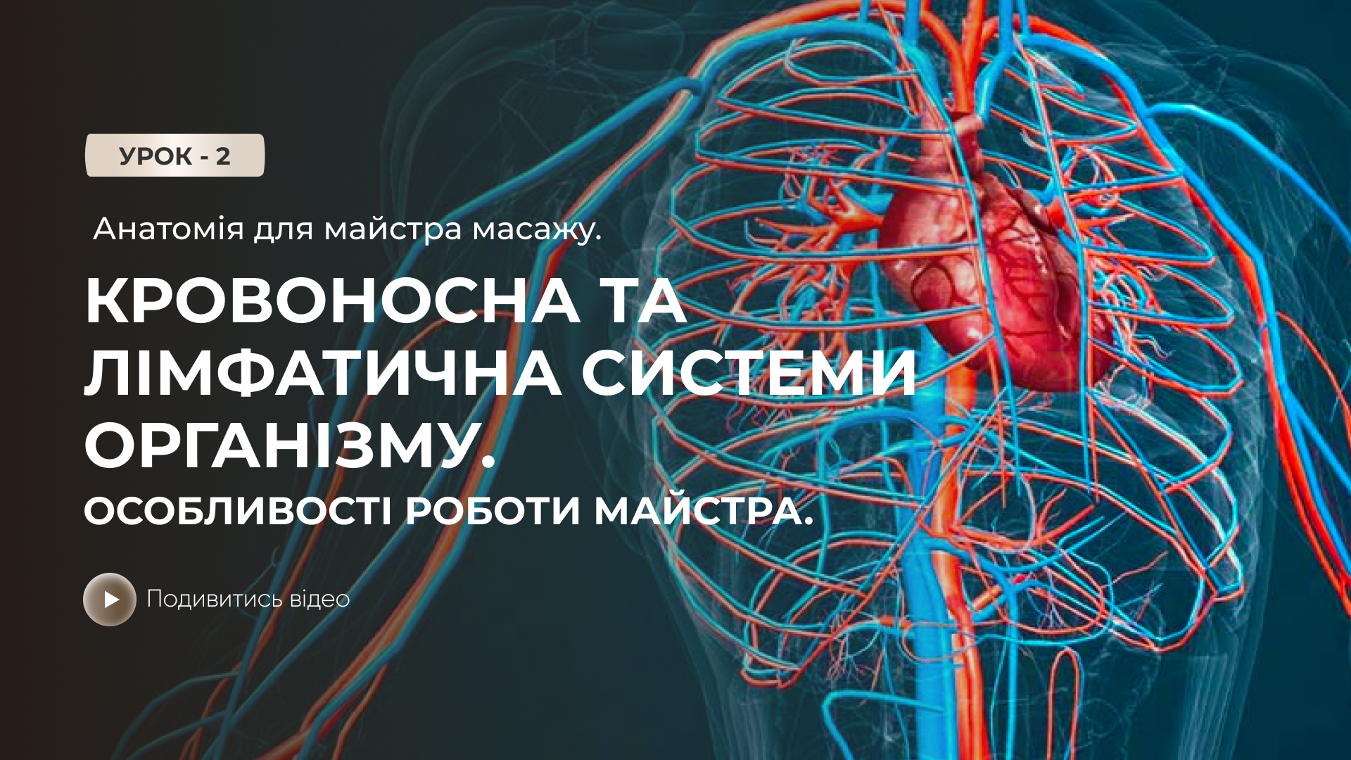 Онлайн-урок: Анатомія для майстра масажу. Кровоносна і лімфатична системи організму. Особливості роботи майстра