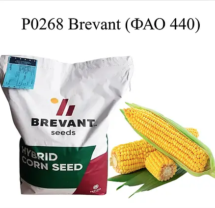Насіння кукурудзи Р0268 Бревант ФАО 440 Кукурудза високої врожайності