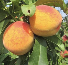 Т-3 (Вайн Голд)