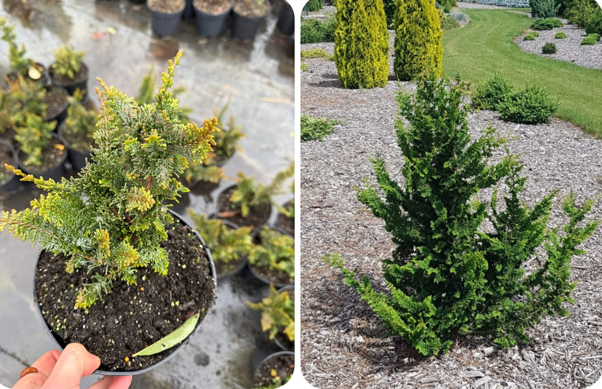 Кипарисовик низькорослий теді бір