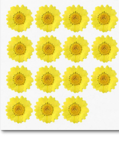 YELLOW 15pcs DRY PRESSED FLOWER