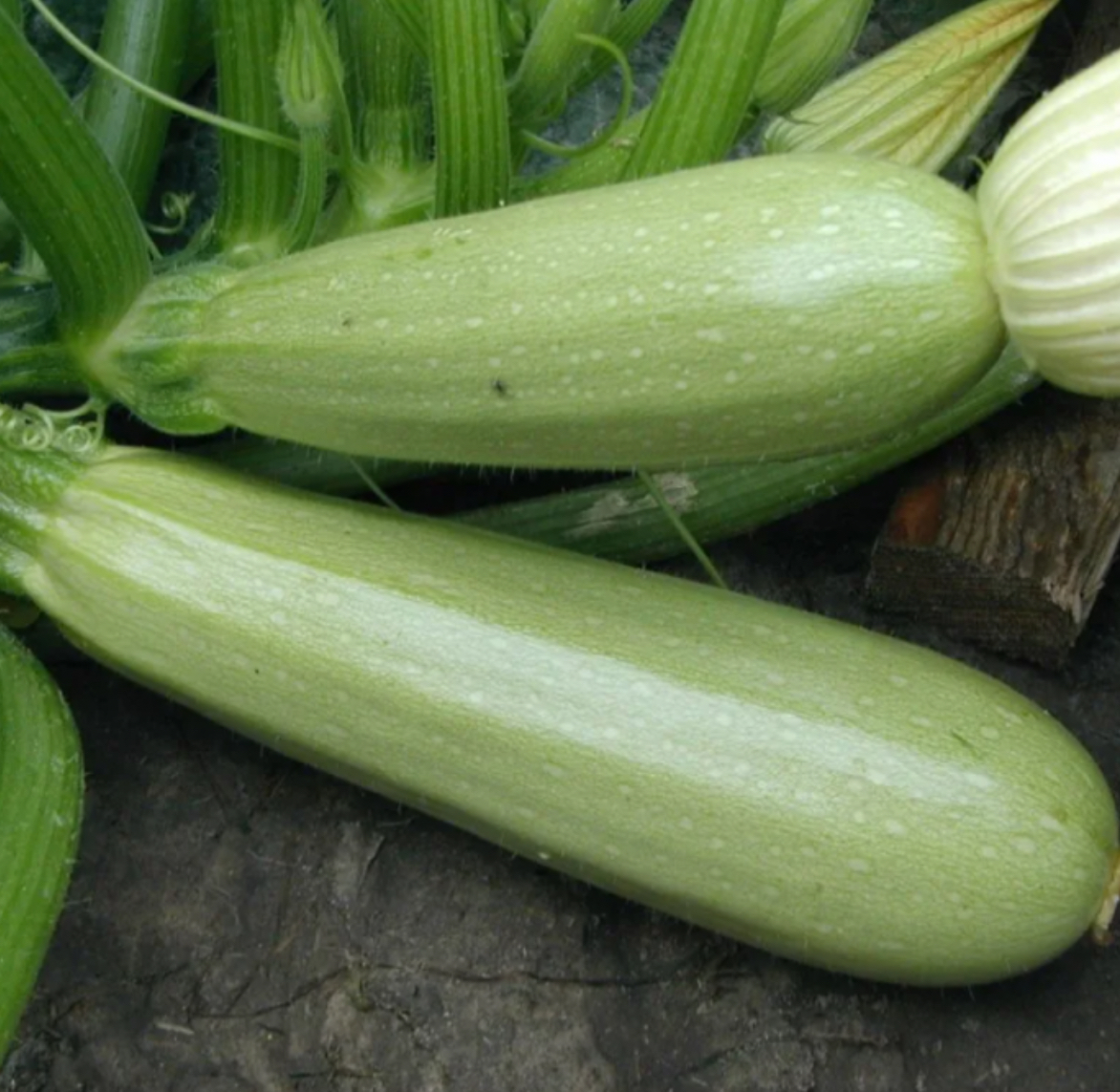 Кабачки Аспірант 20 г UA (Агро Майстер)