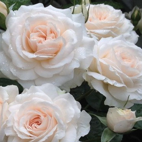 Miss Dior - Міс Діор