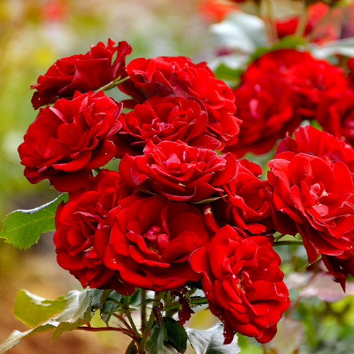 Троянда бордюрна Сочмо