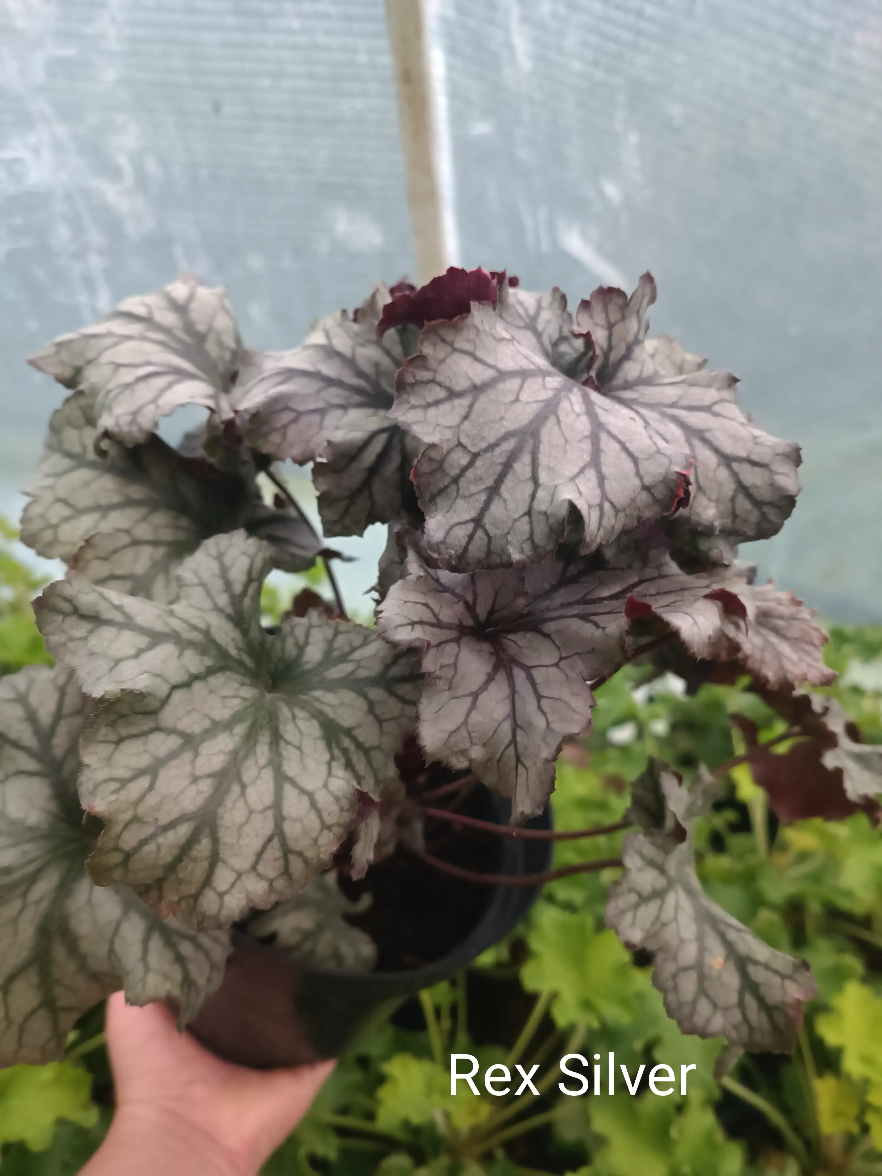 Гейхера Rex Silver у горщику 2л