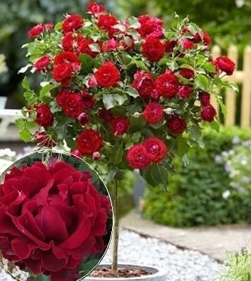 🌹 Троянда "Hommage a Barbara" (Привита на штамбі)