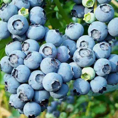 Лохина Мідер